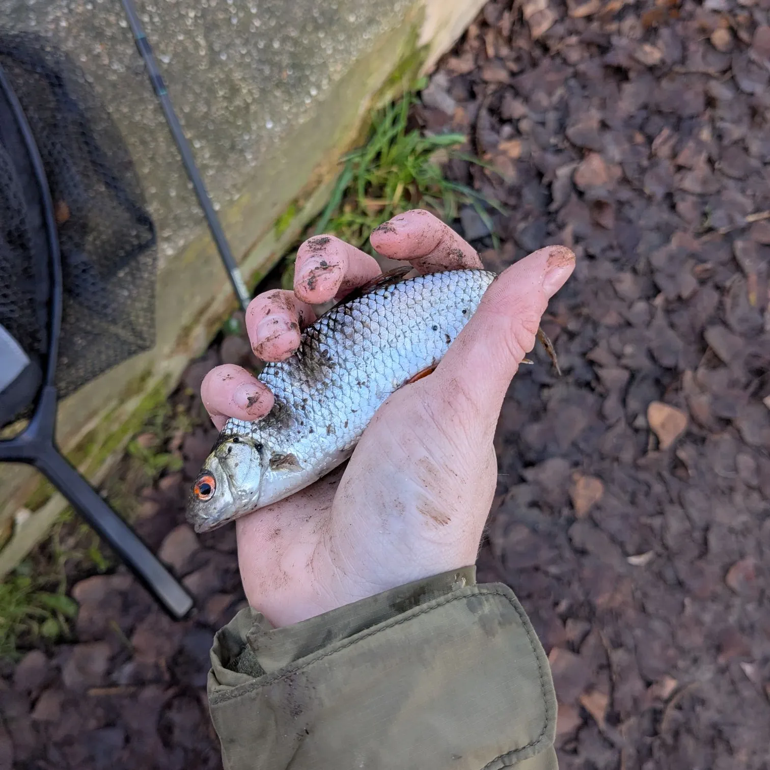 The most recent Common roach catches on Fishbrain