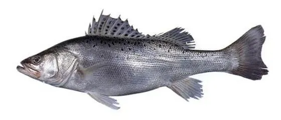 Japanese seabass