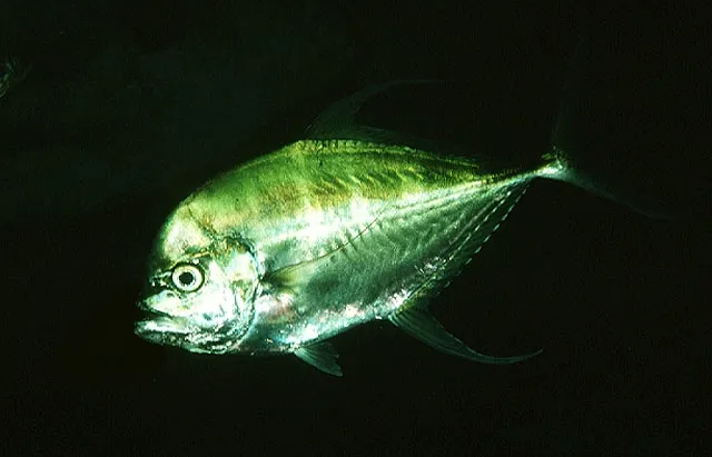 Longfin trevally