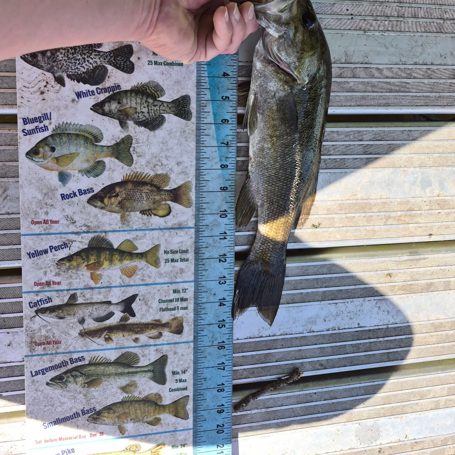 Largemouth bass caught on Fishbrain