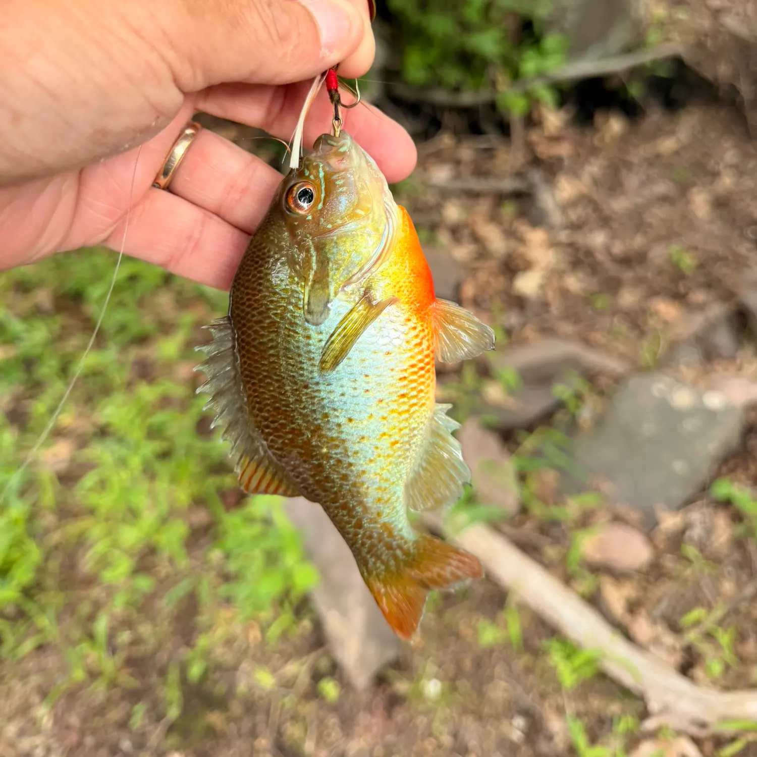 catch