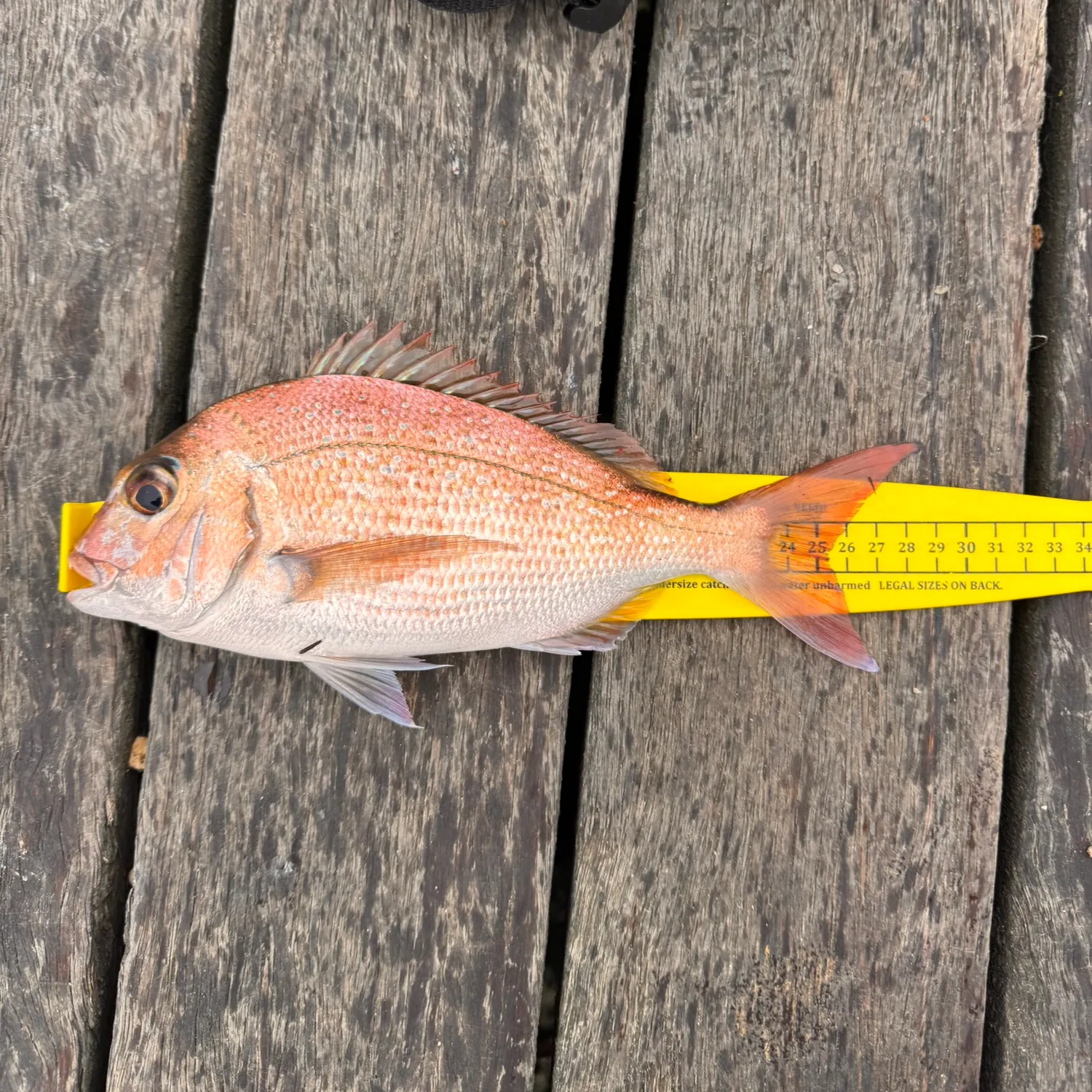 recently logged catches