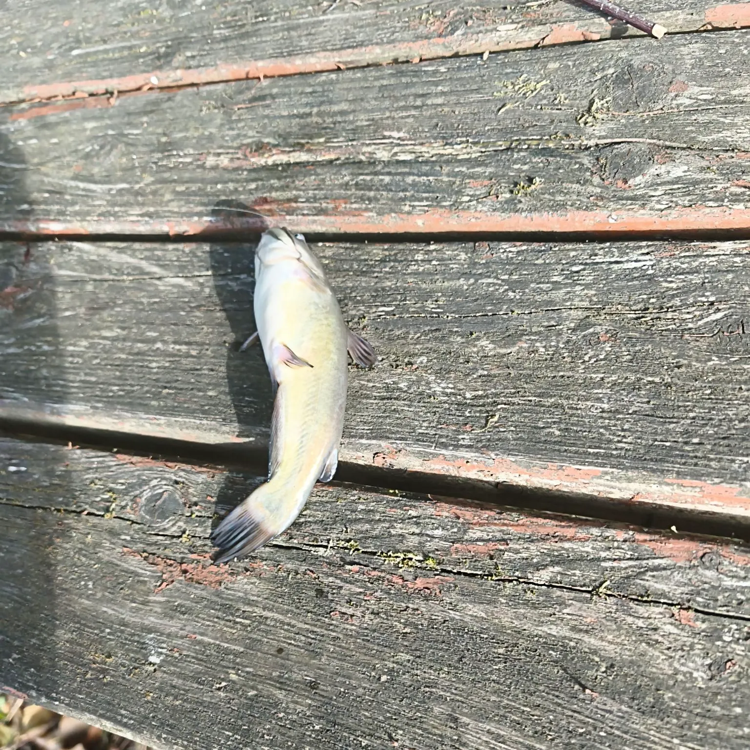 Black bullhead caught on Fishbrain