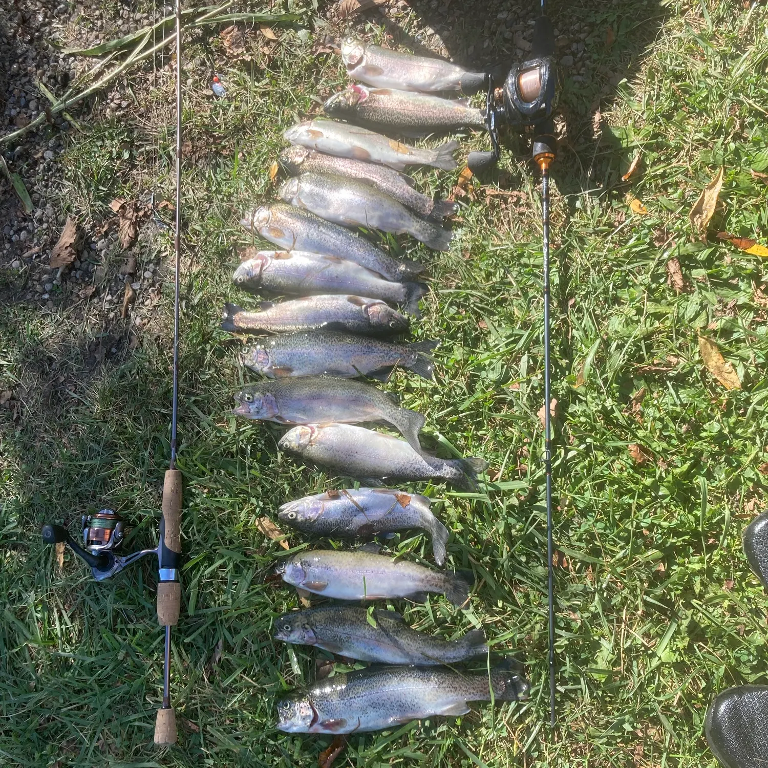 Rainbow trout caught on Fishbrain