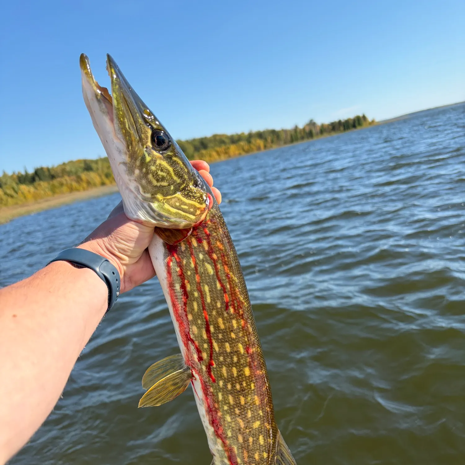 Northern pike caught on Fishbrain
