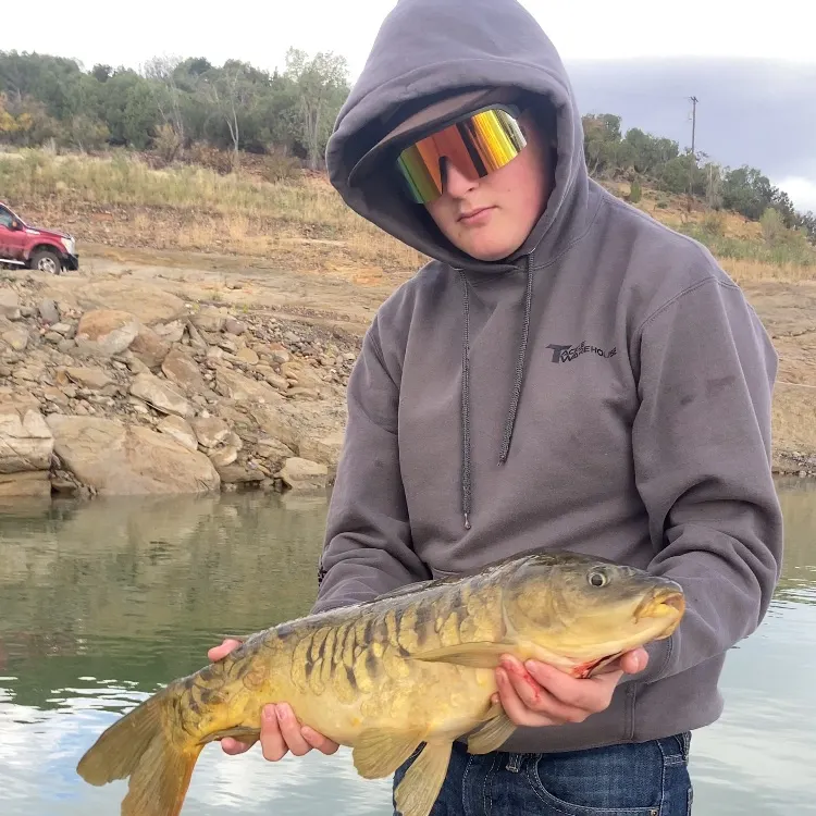 Mirror carp caught on Fishbrain