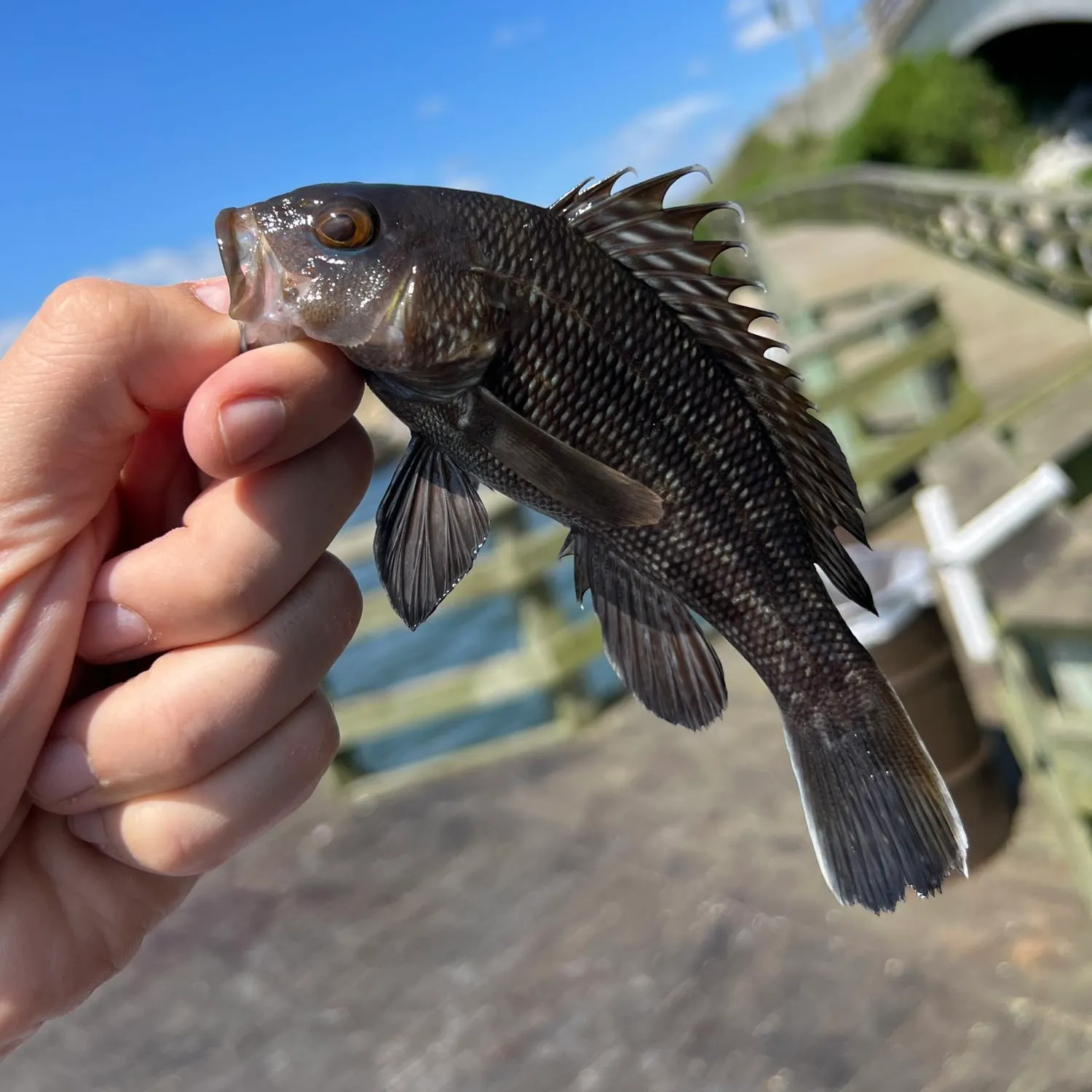 angler catch