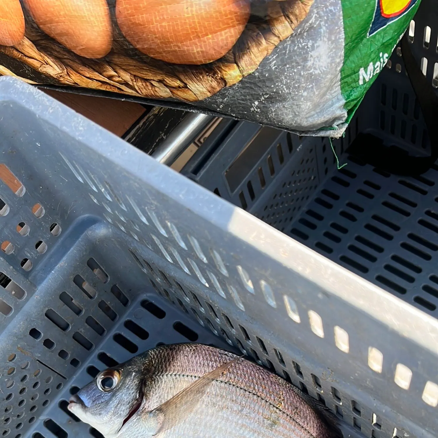 The most recent Common two-banded seabream catches on Fishbrain
