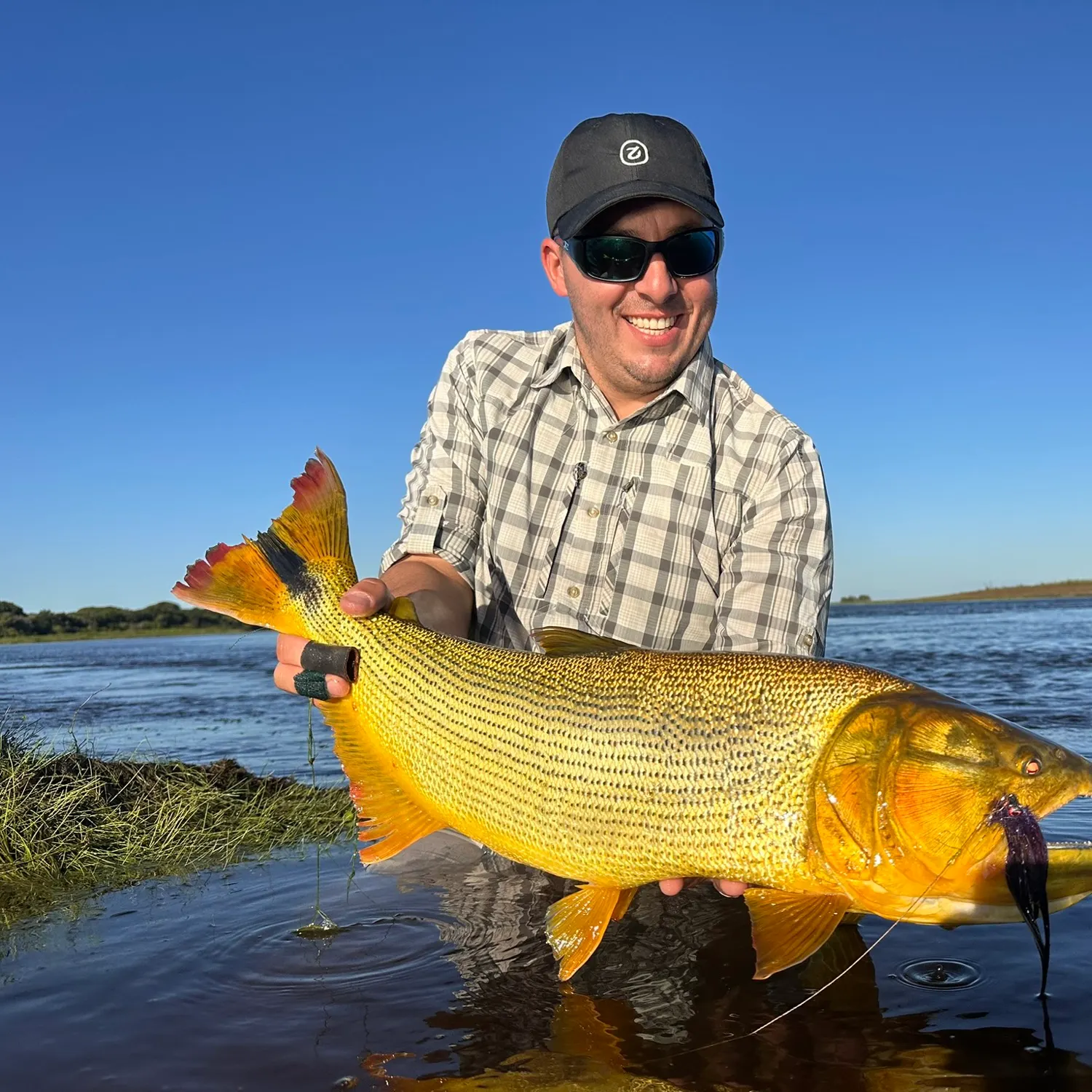The most recent Golden dorado catches on Fishbrain
