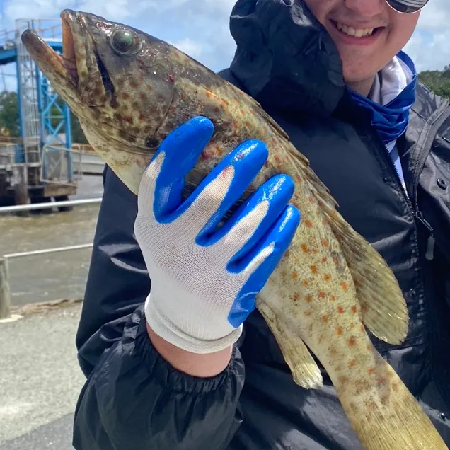 The most recent Orange-spotted grouper catches on Fishbrain
