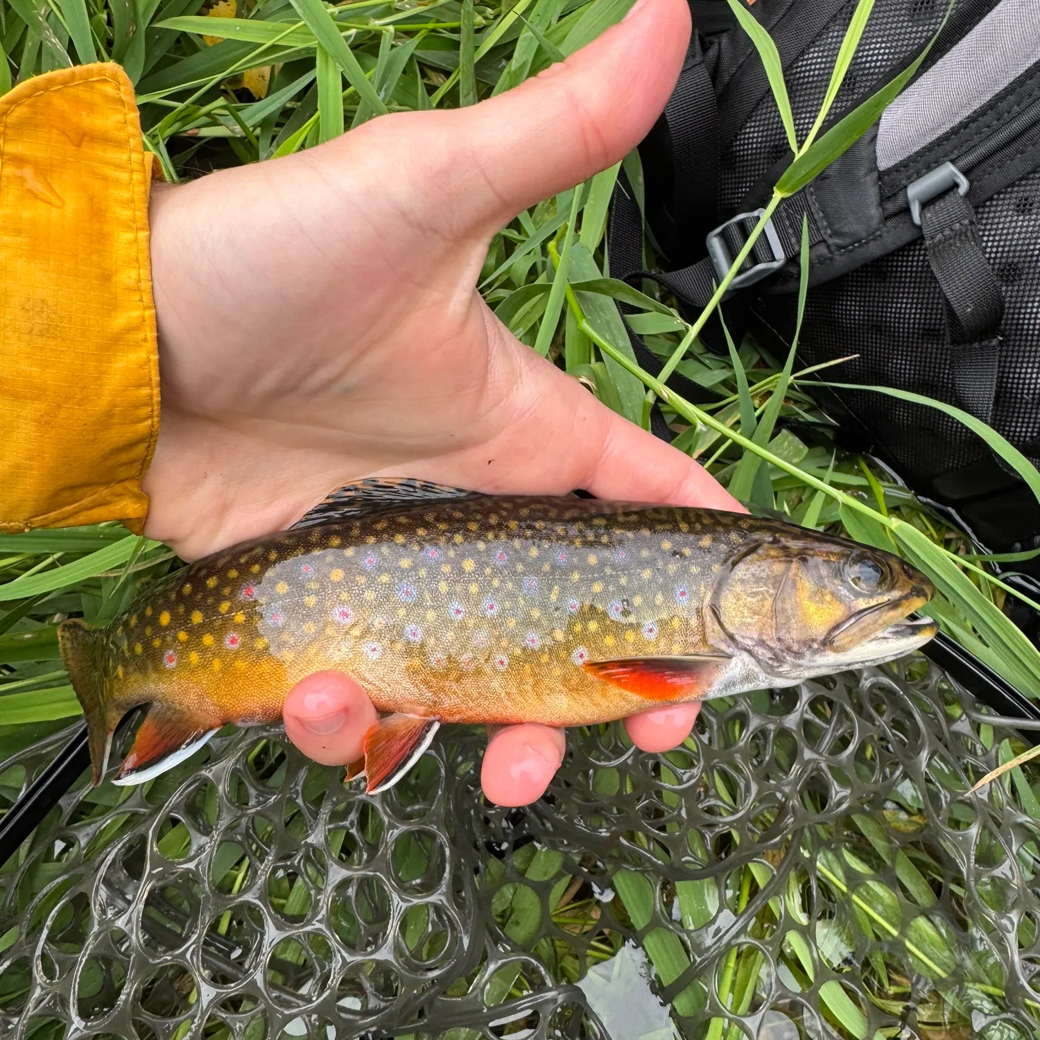 Brook trout caught on Fishbrain