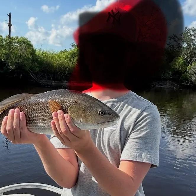 Red drum caught on Fishbrain