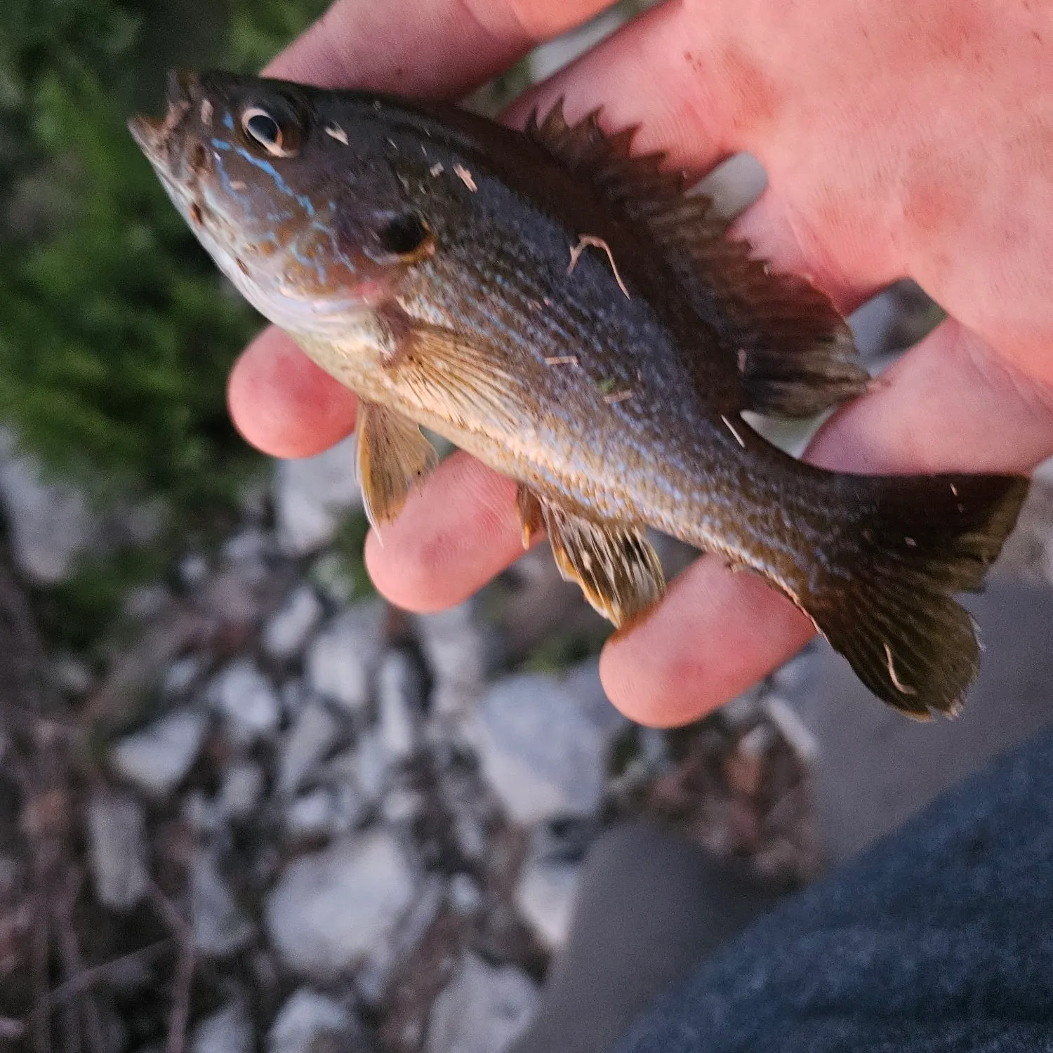 Green sunfish caught on Fishbrain