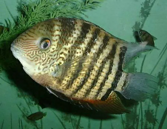 Banded cichlid