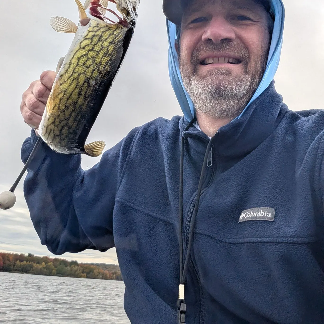 Chain pickerel caught on Fishbrain