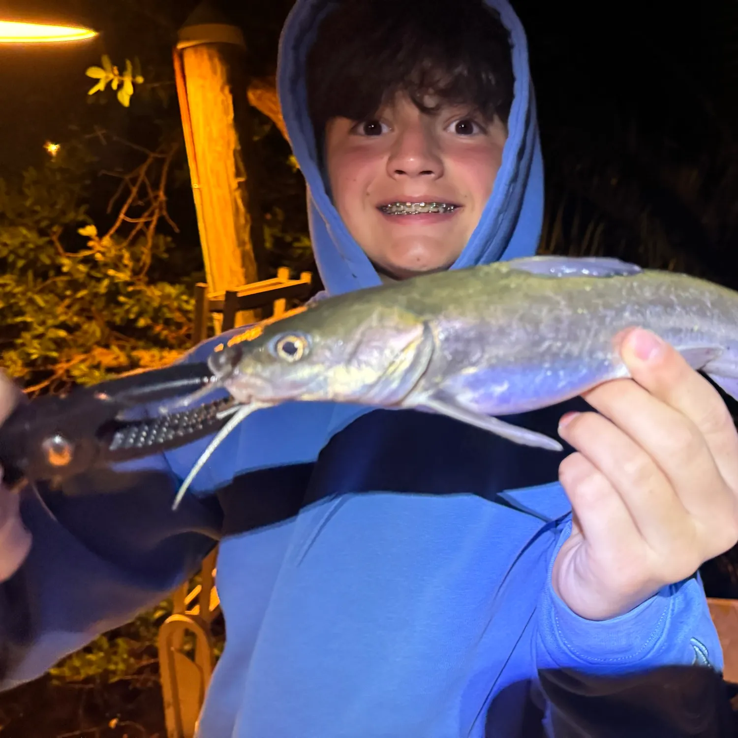 Gafftopsail sea catfish caught on Fishbrain