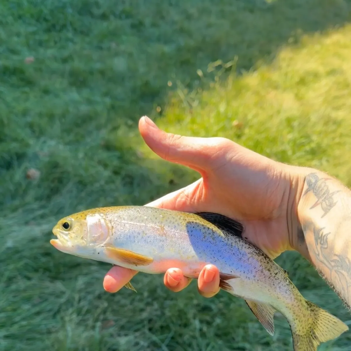 Rainbow trout caught on Fishbrain