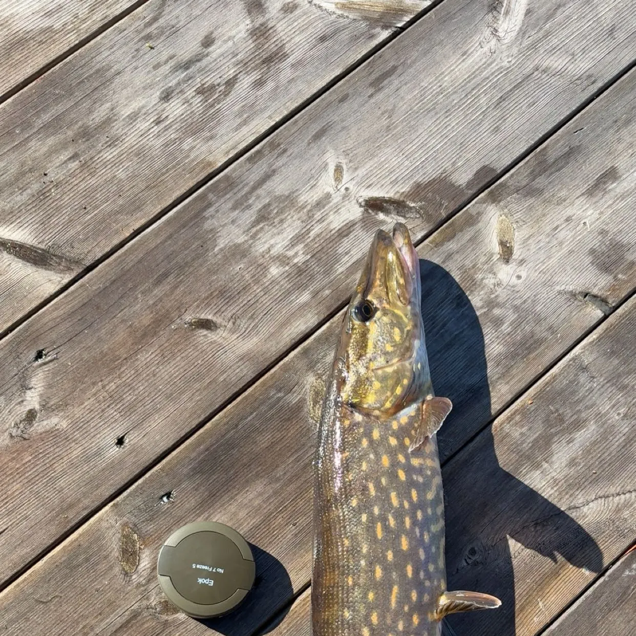 recently logged catches