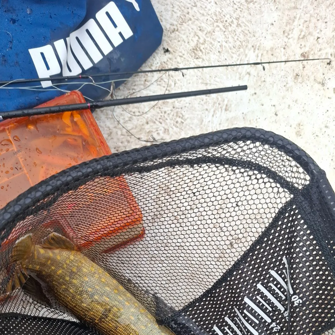 Northern pike caught on Fishbrain
