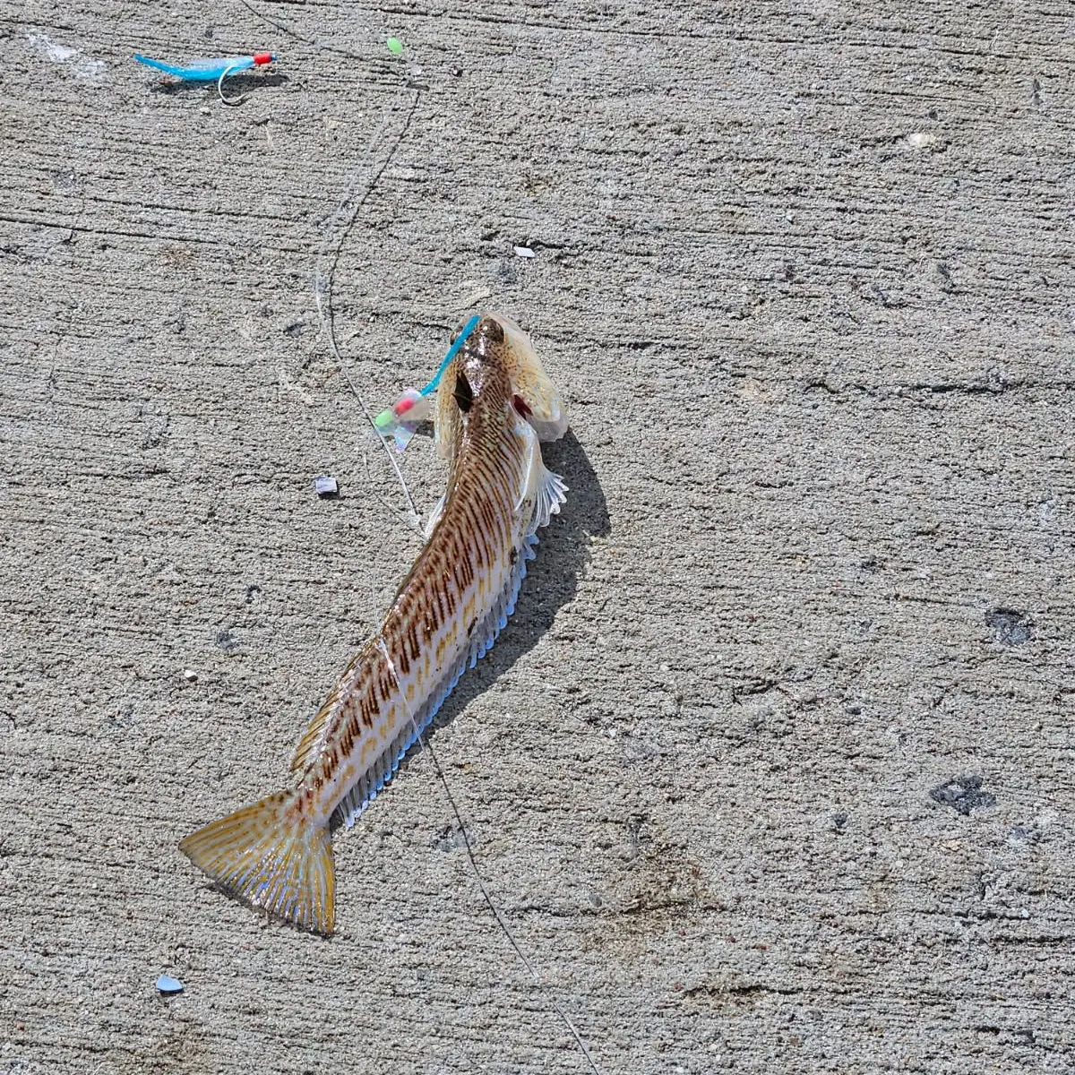 The most recent Greater weever catches on Fishbrain