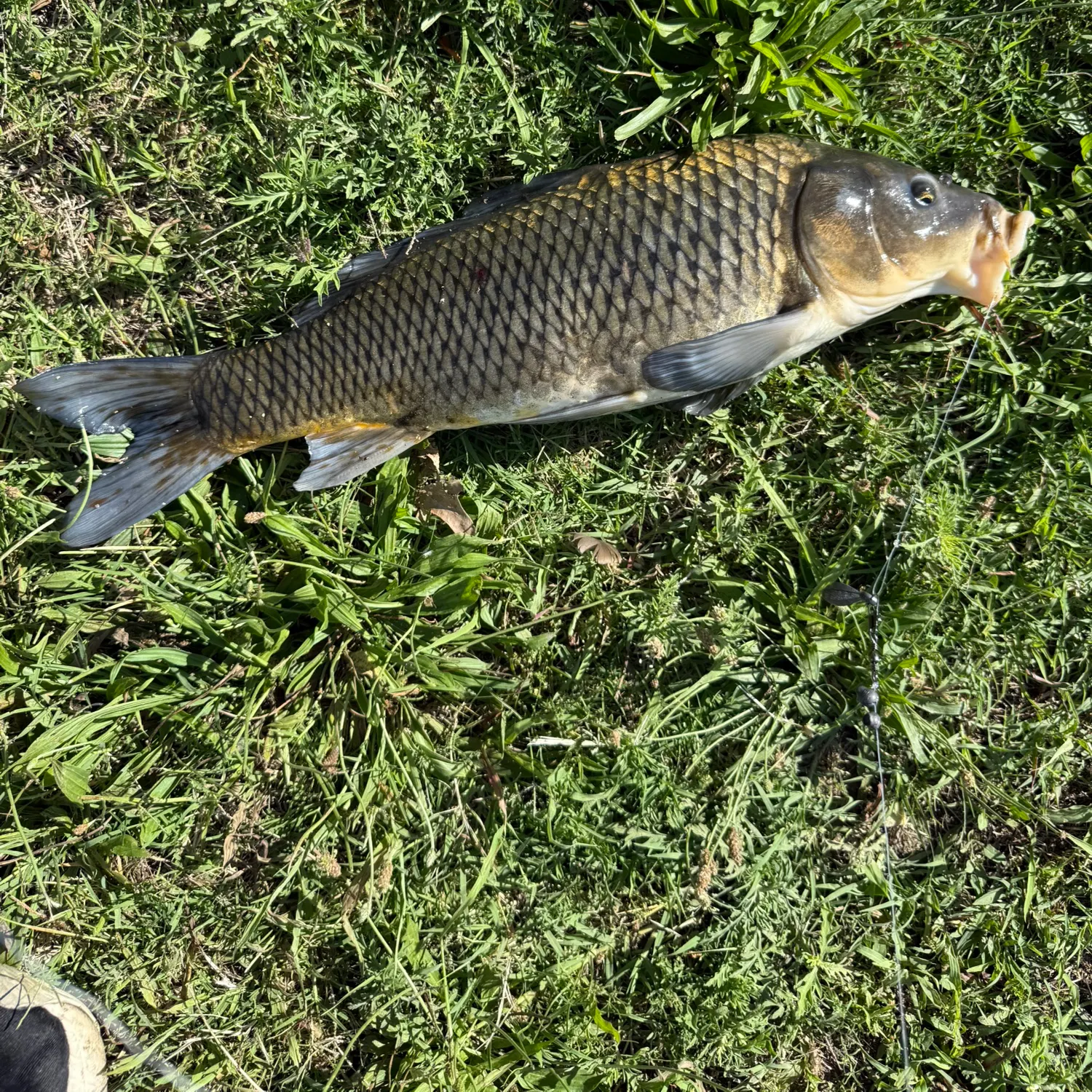 Common carp caught on Fishbrain