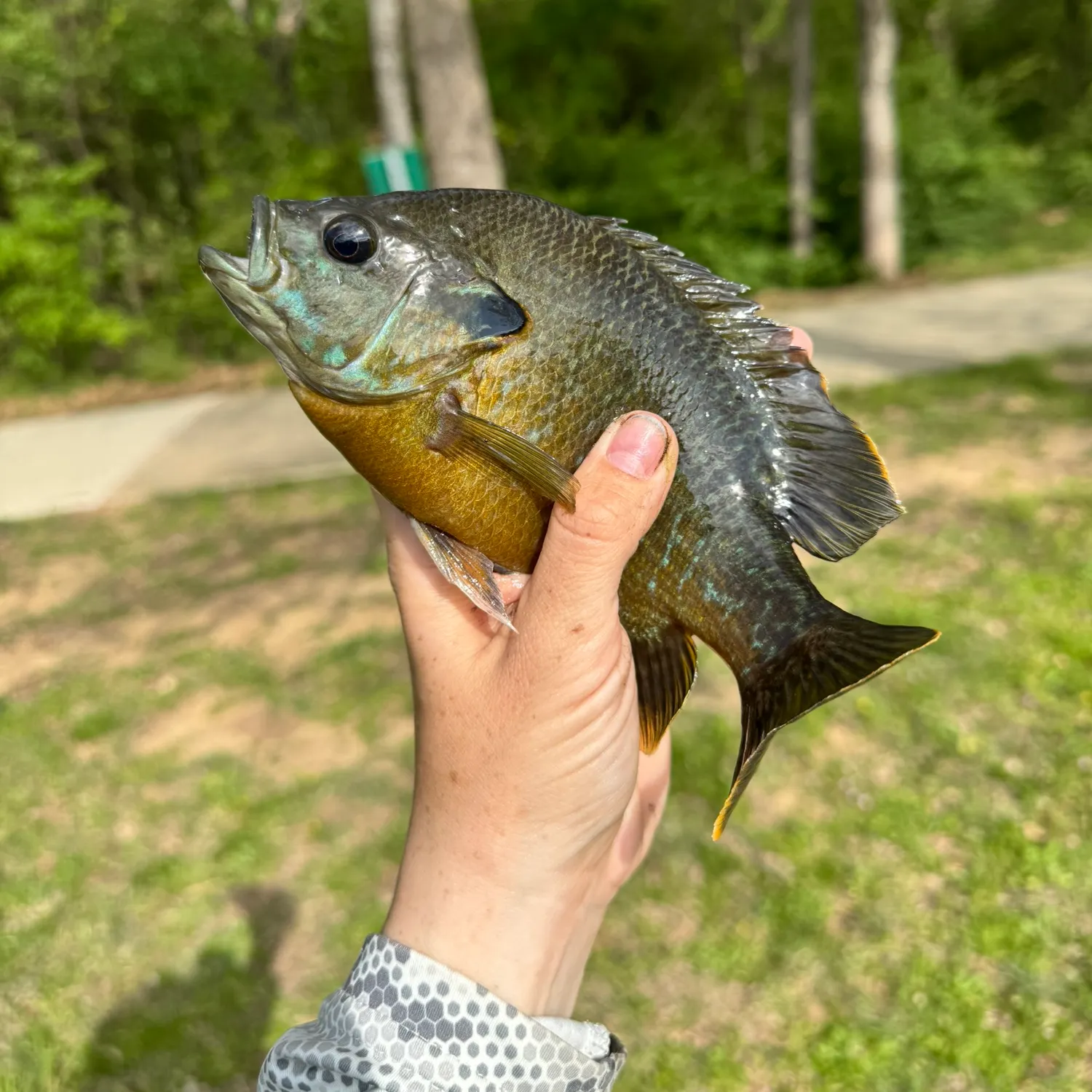 The most recent Greengill hybrid catches on Fishbrain