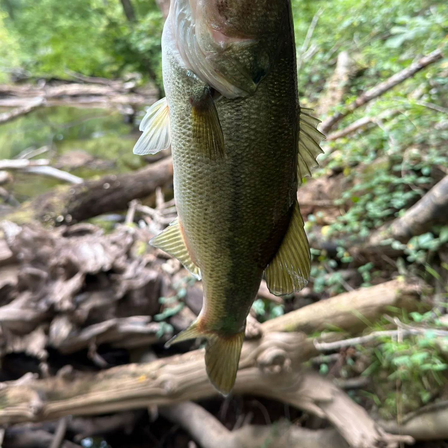 Largemouth bass caught on Fishbrain