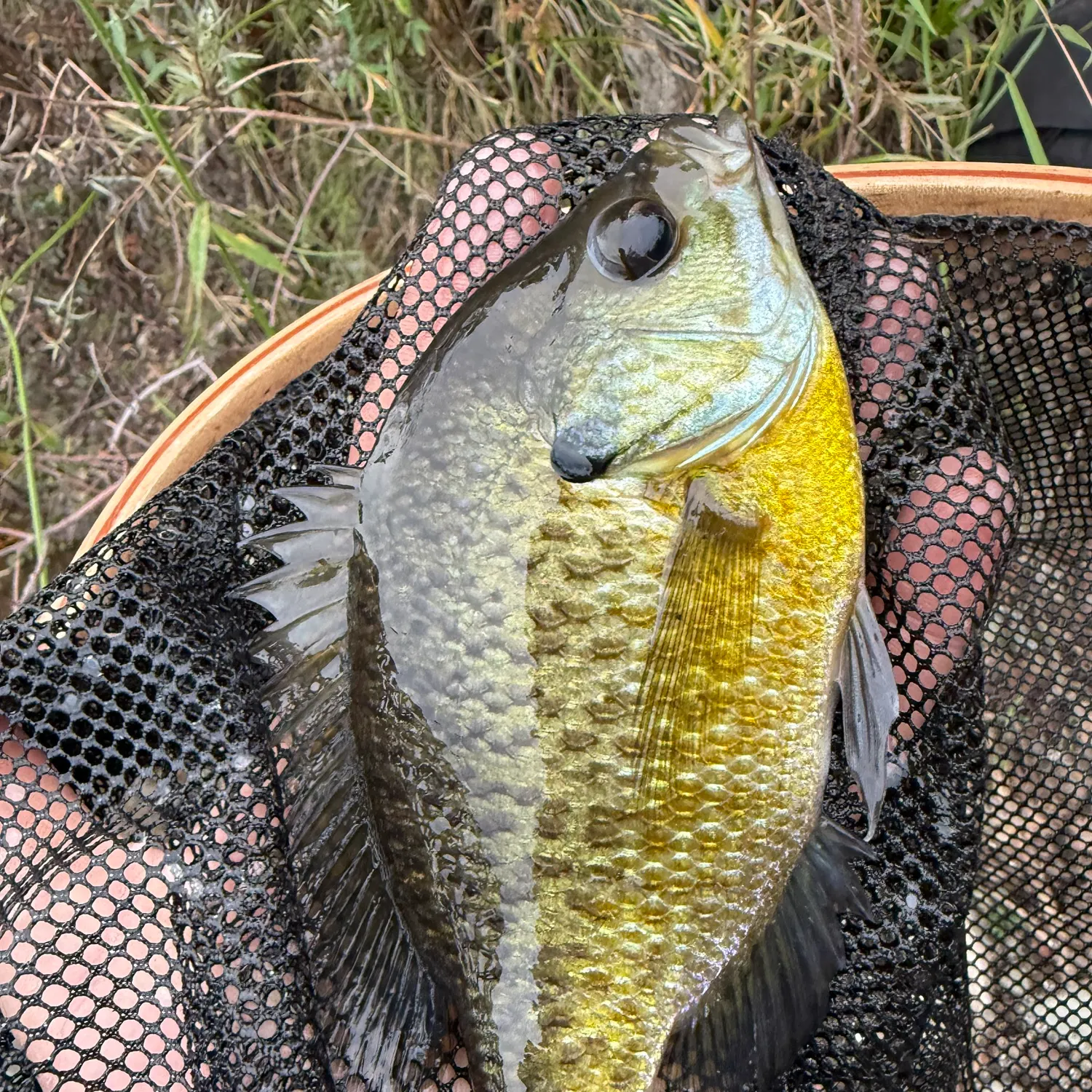 The most recent Bluegill catches on Fishbrain