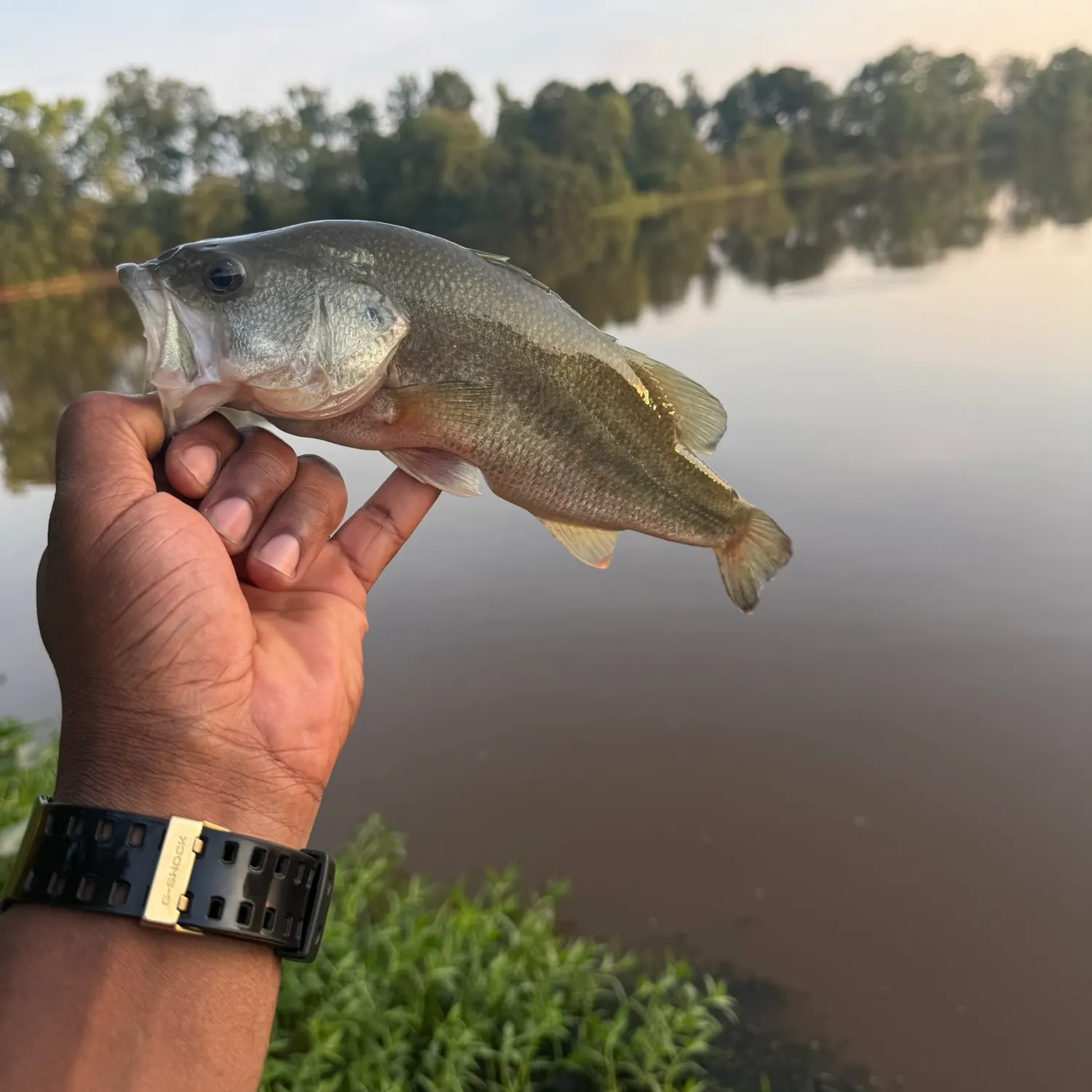 Largemouth bass caught on Fishbrain