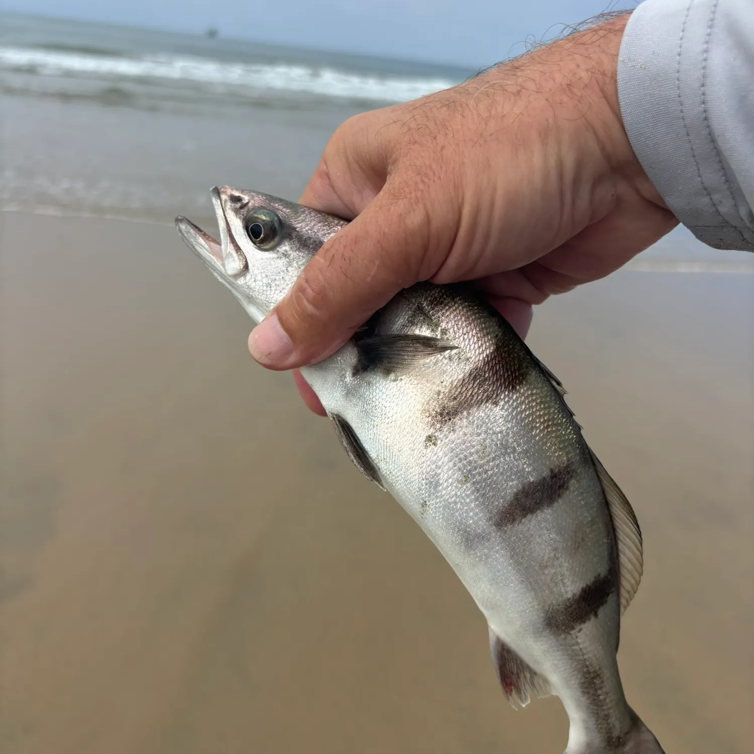 Fish caught on Fishbrain