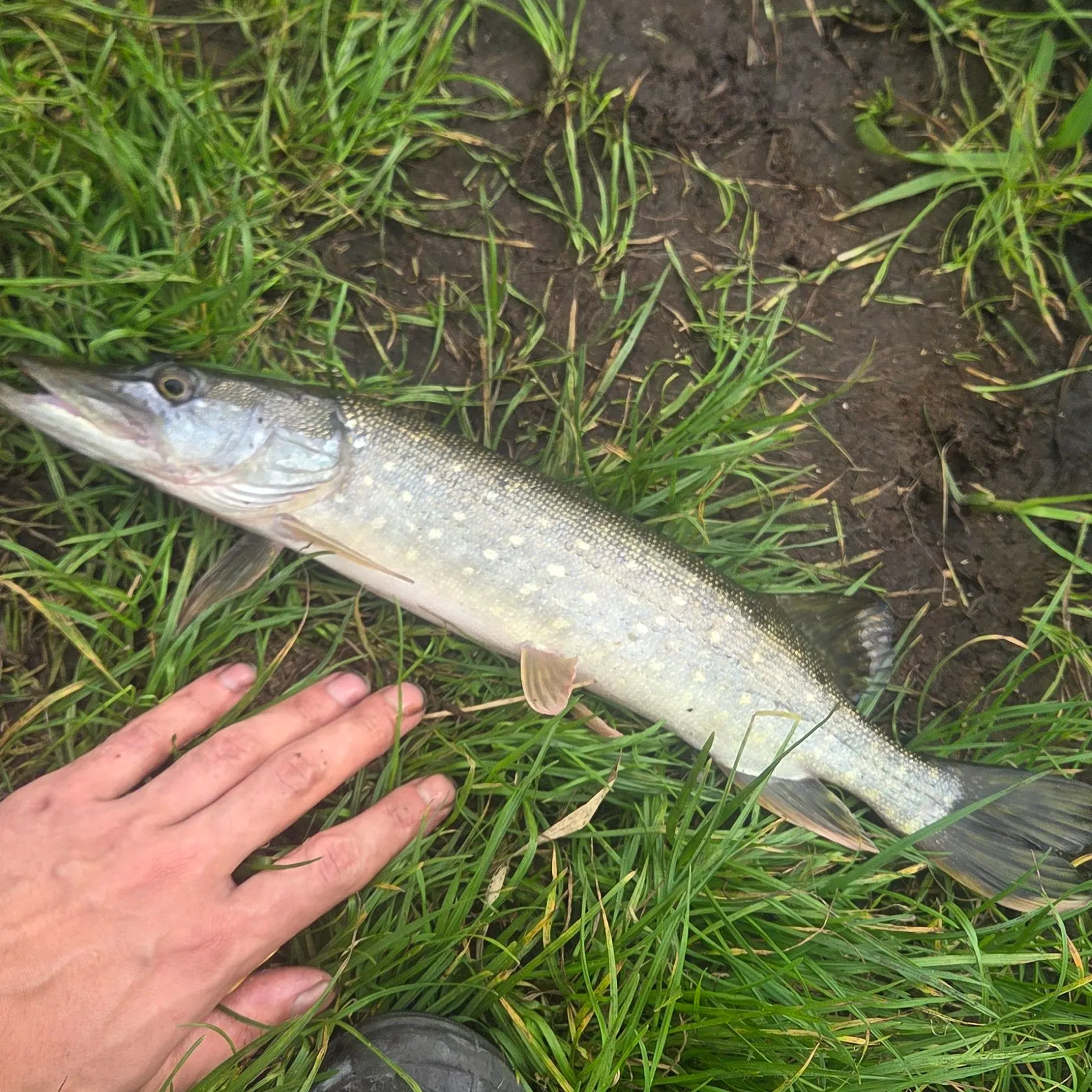 Northern pike caught on Fishbrain