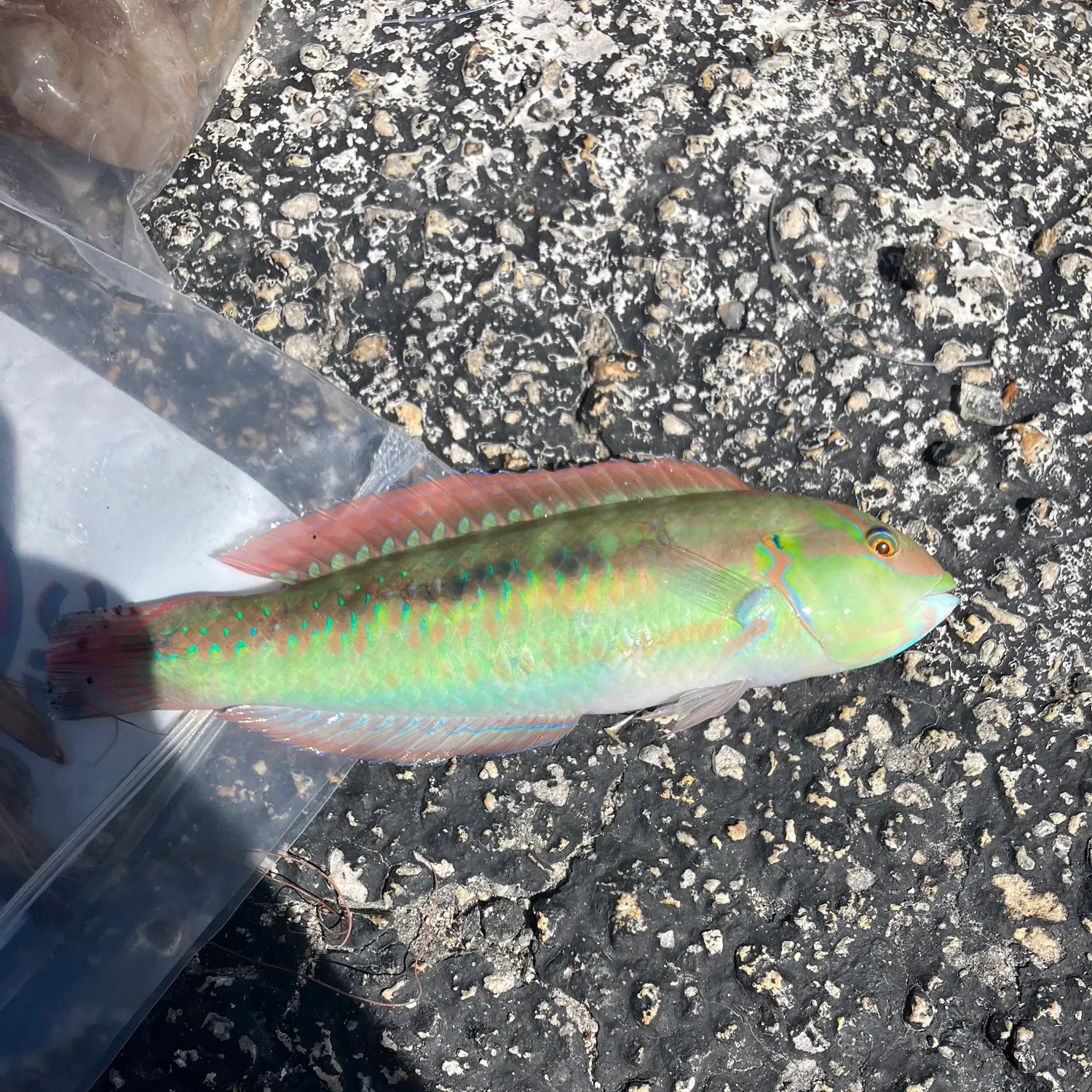 The most recent Slippery dick wrasse catches on Fishbrain