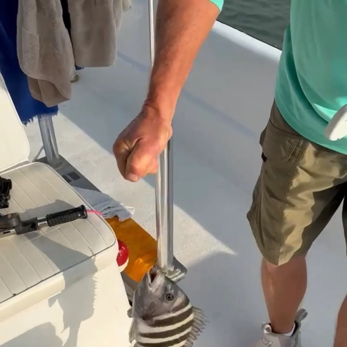 Sheepshead caught on Fishbrain