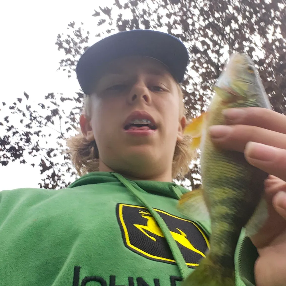 Yellow perch caught on Fishbrain
