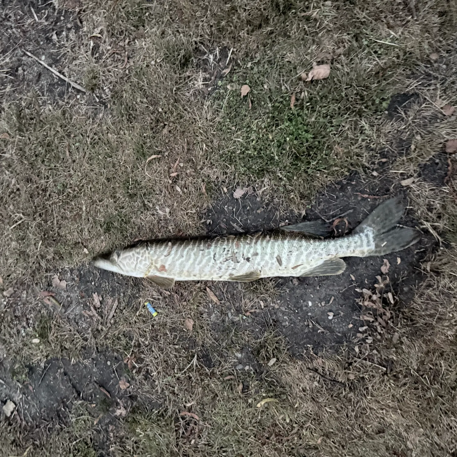 Tiger muskie caught on Fishbrain