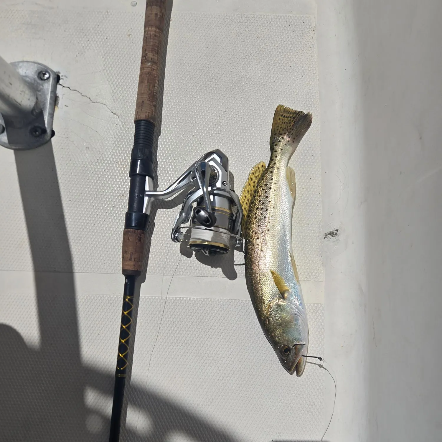 Spotted seatrout caught on Fishbrain