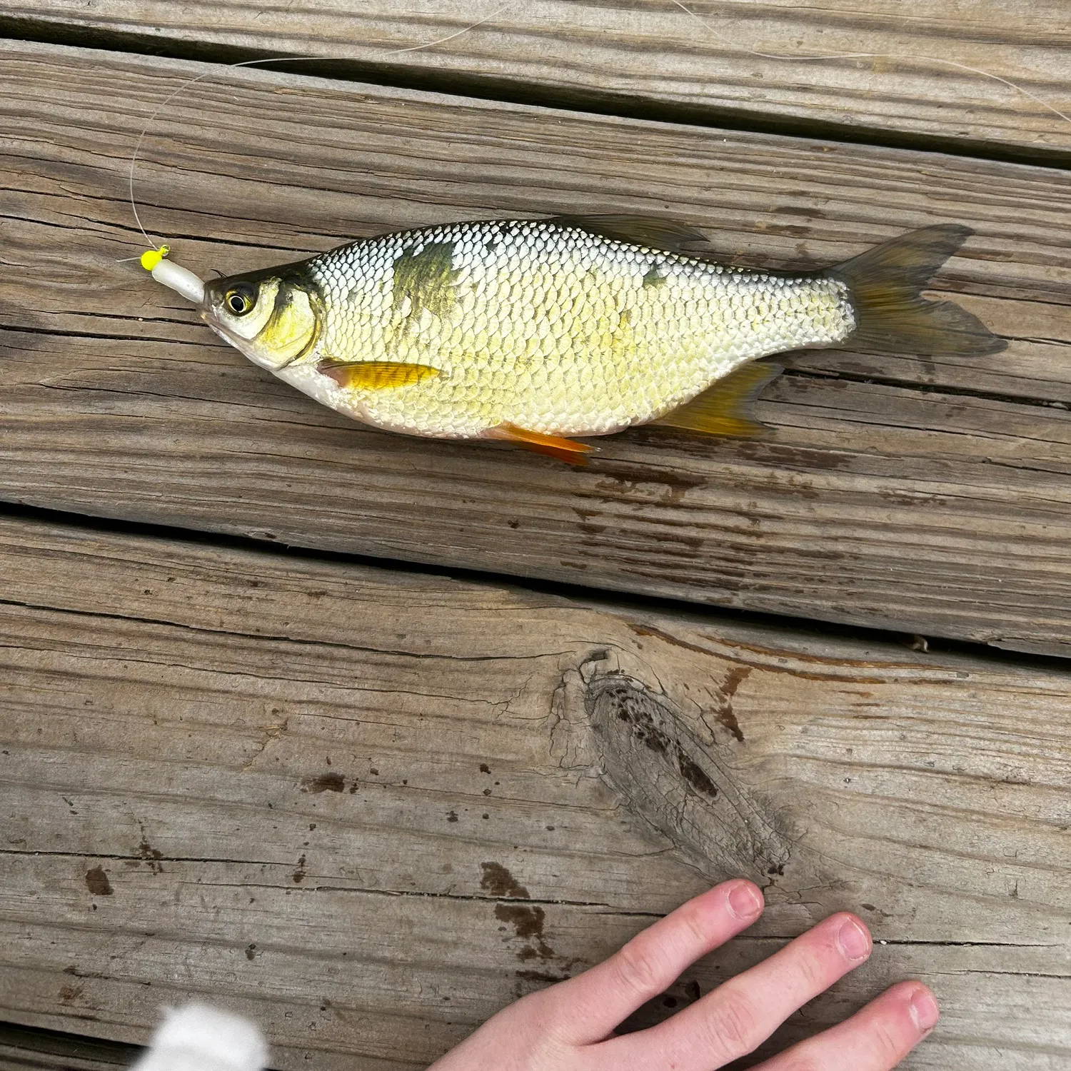 The most recent Golden shiner catches on Fishbrain