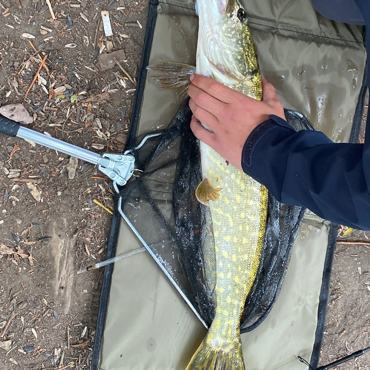 Northern pike caught on Fishbrain