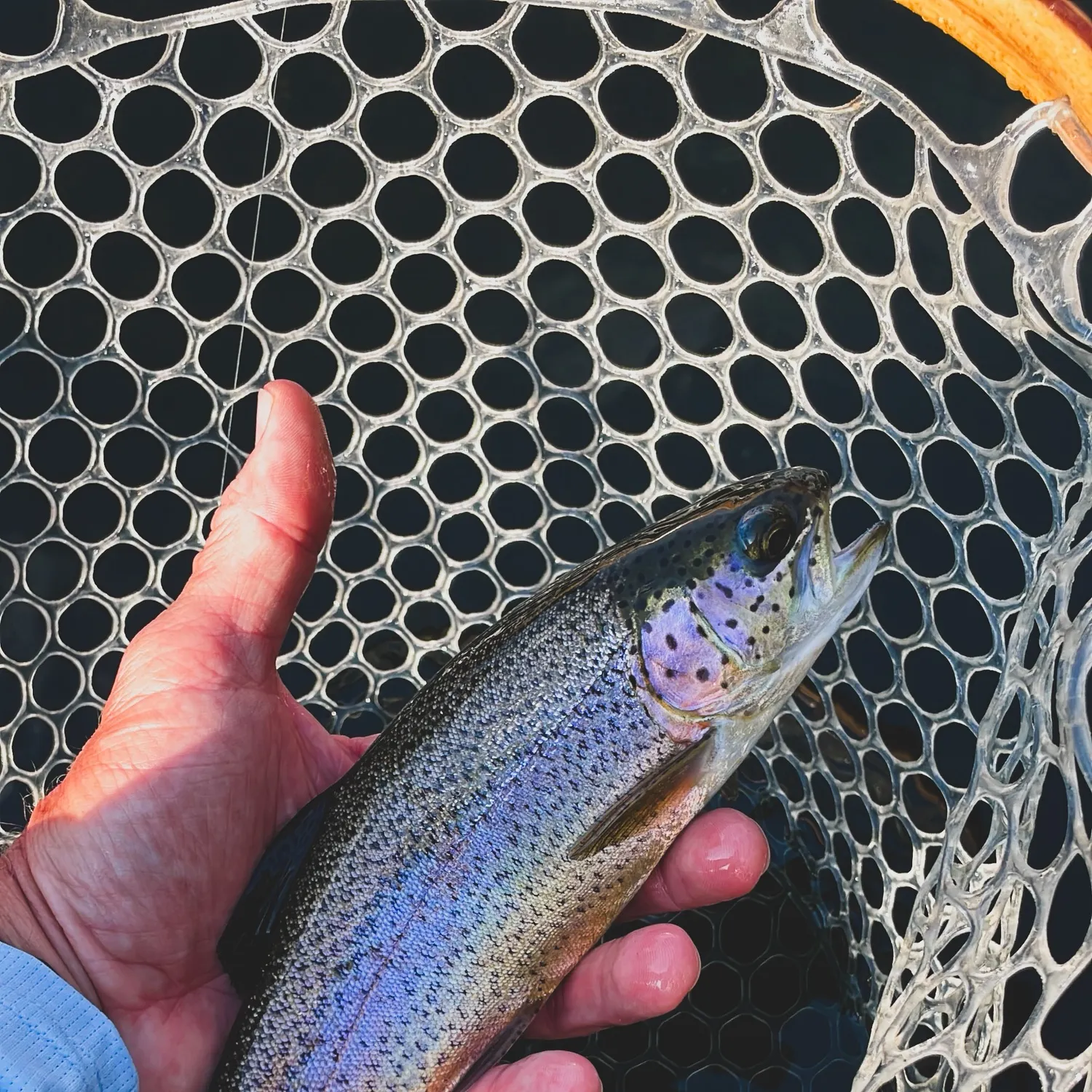 Rainbow trout caught on Fishbrain