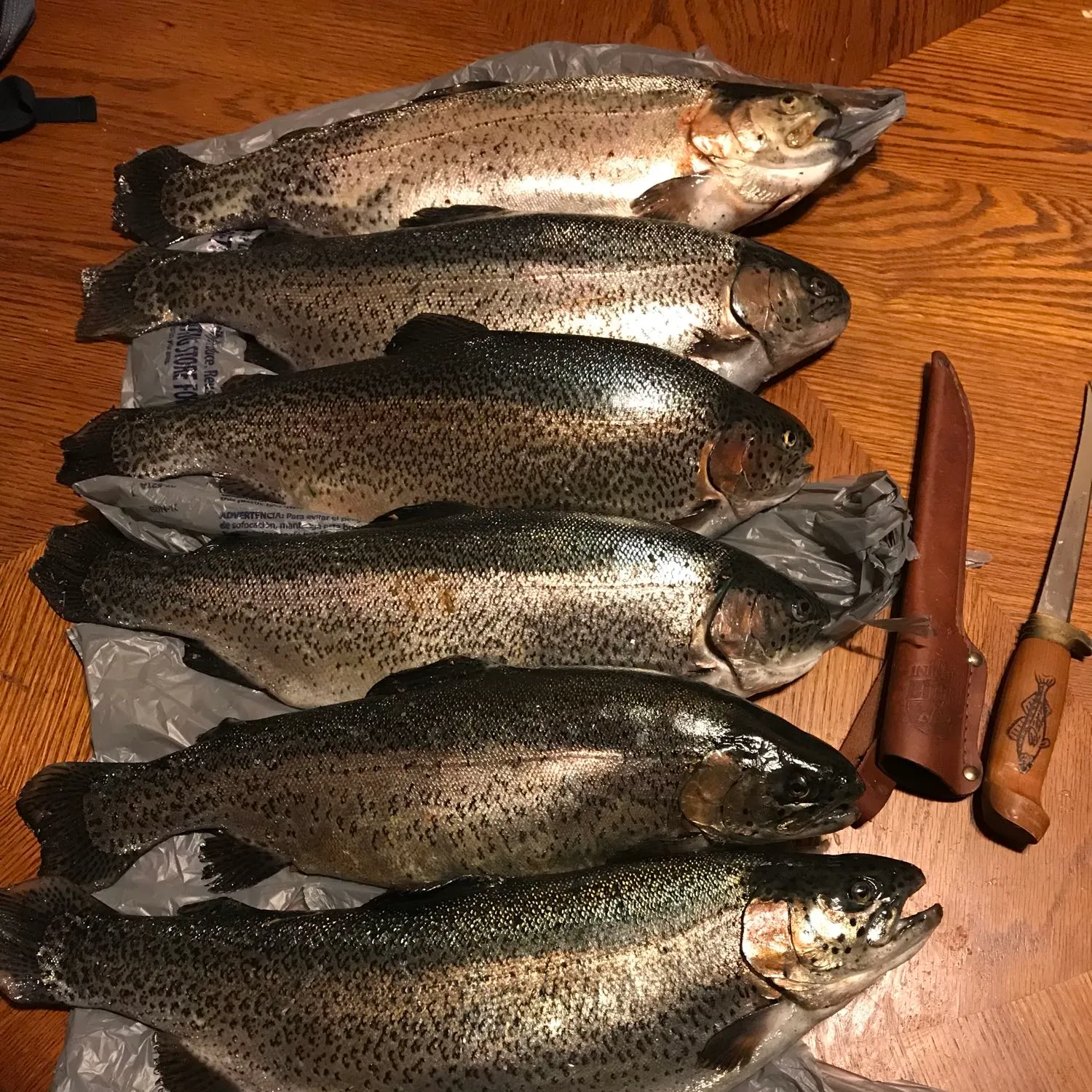 recently logged catches