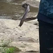 The most recent White bullhead catches on Fishbrain