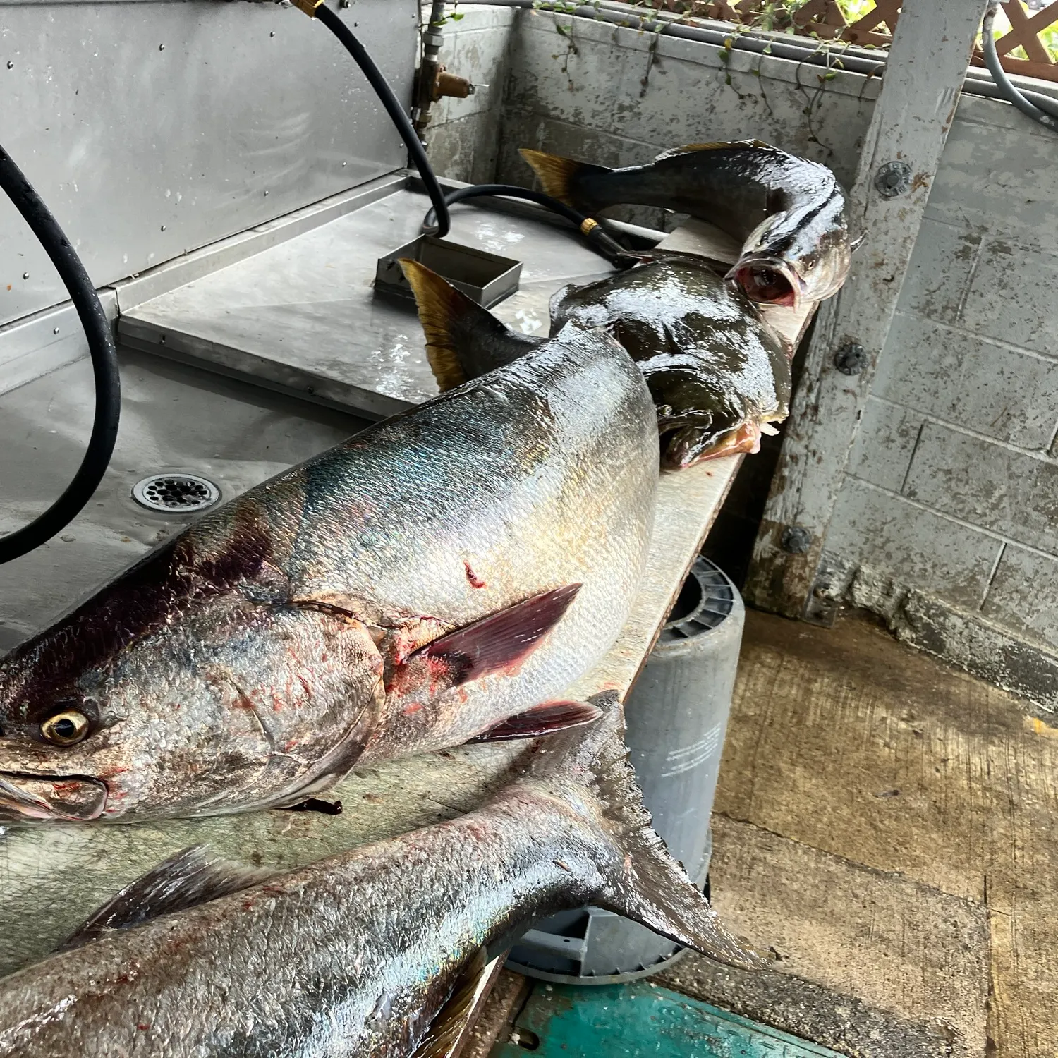 White seabass caught on Fishbrain