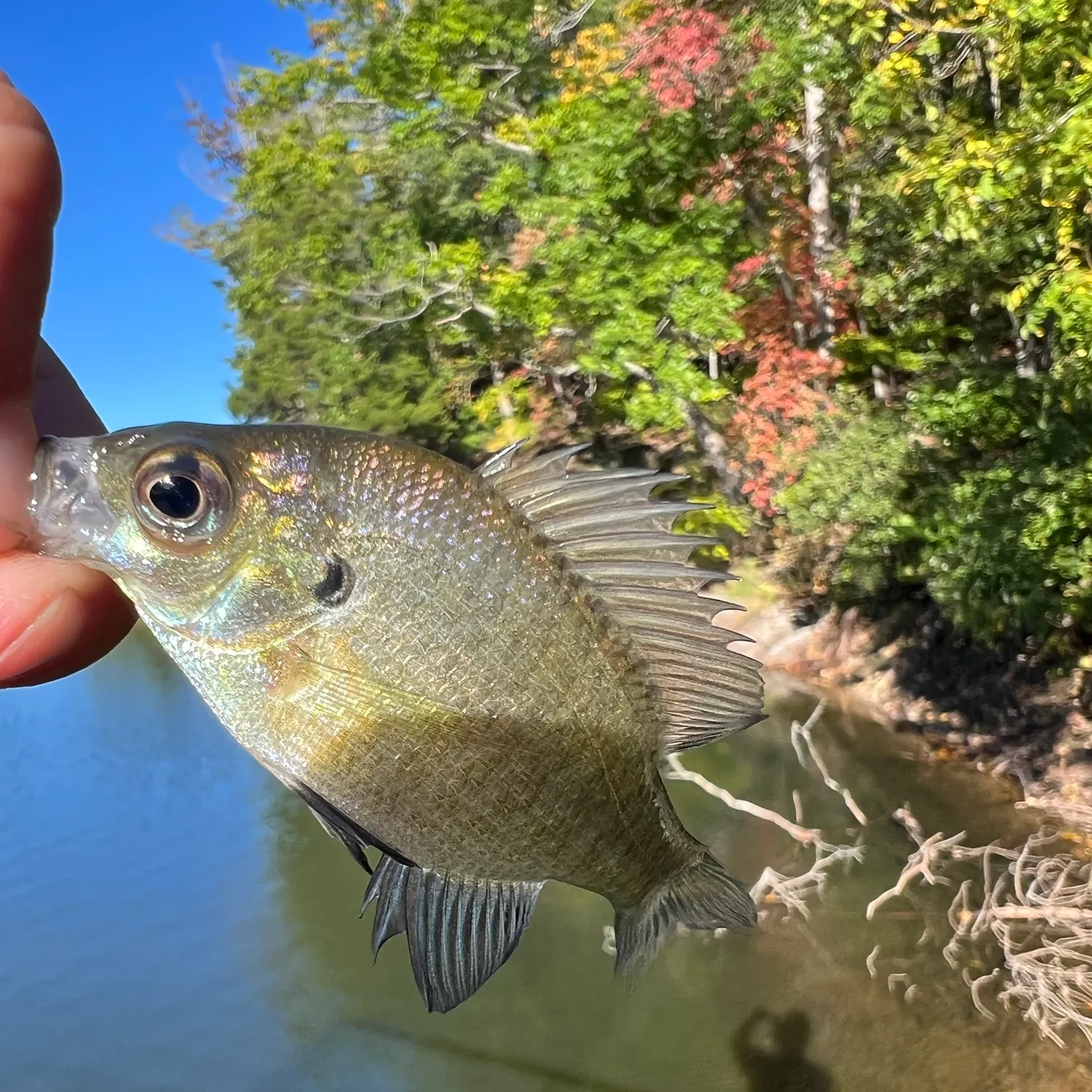 Bluegill caught on Fishbrain