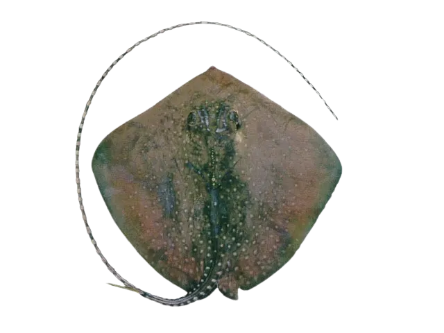 Sharpnose stingray