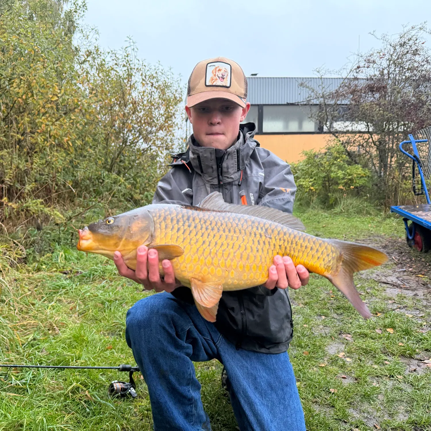Common carp caught on Fishbrain