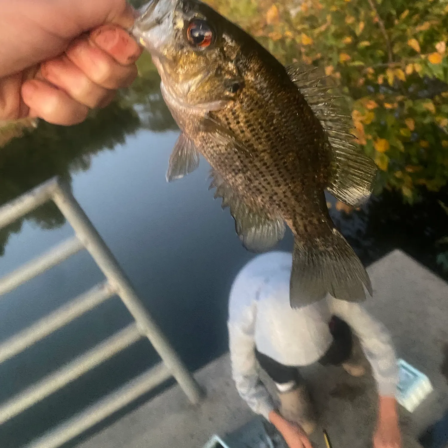 Rock bass caught on Fishbrain