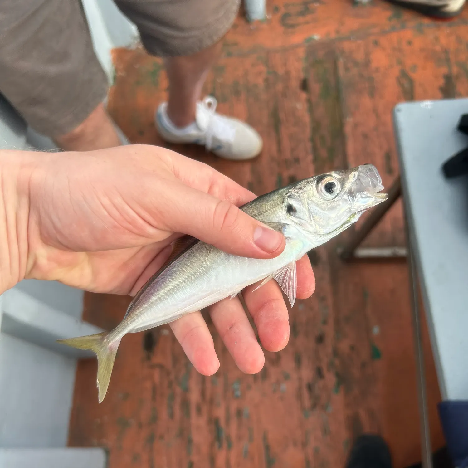 Atlantic horse mackerel caught on Fishbrain