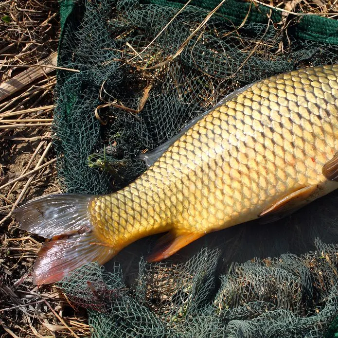 Common carp caught on Fishbrain