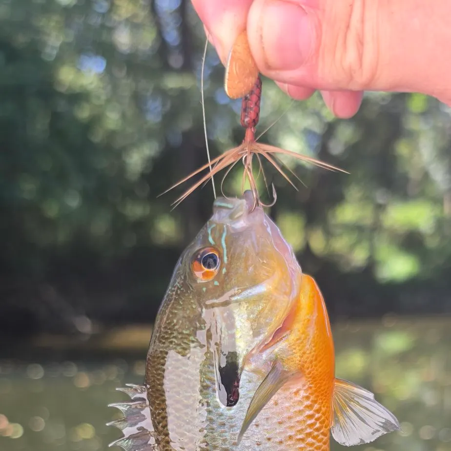 Redbreast sunfish caught on Fishbrain