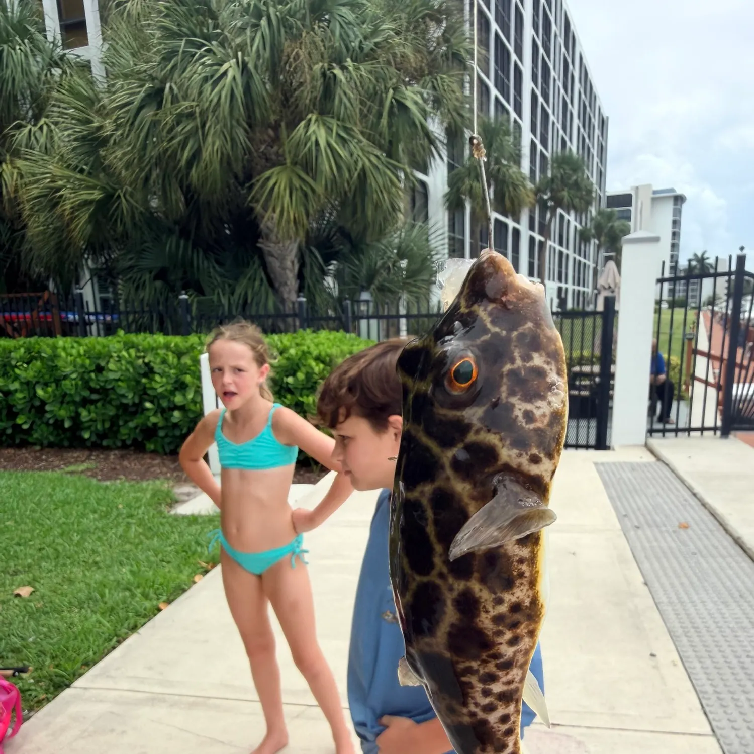 Milkspotted puffer caught on Fishbrain